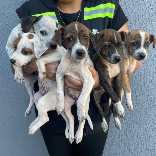 Prefeitura de Senador Canedo reforça o combate ao abandono de animais no Dezembro Verde
