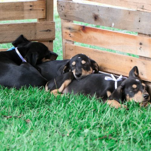 Senador Canedo realiza feira de adoção “Adote um Amiguinho” no dia 24