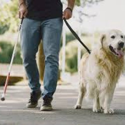 IF Goiano mantém seleção contínua para entrega de cães-guia