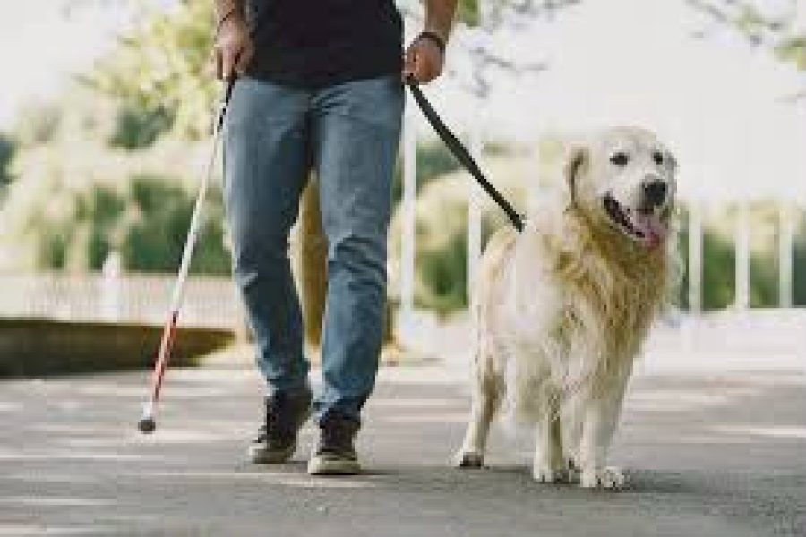 IF Goiano mantém seleção contínua para entrega de cães-guia