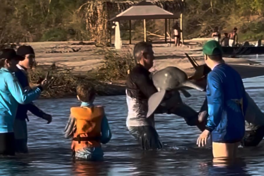 Pescadores salvam boto-do-Araguaia após fisgada acidental no Rio Araguaia