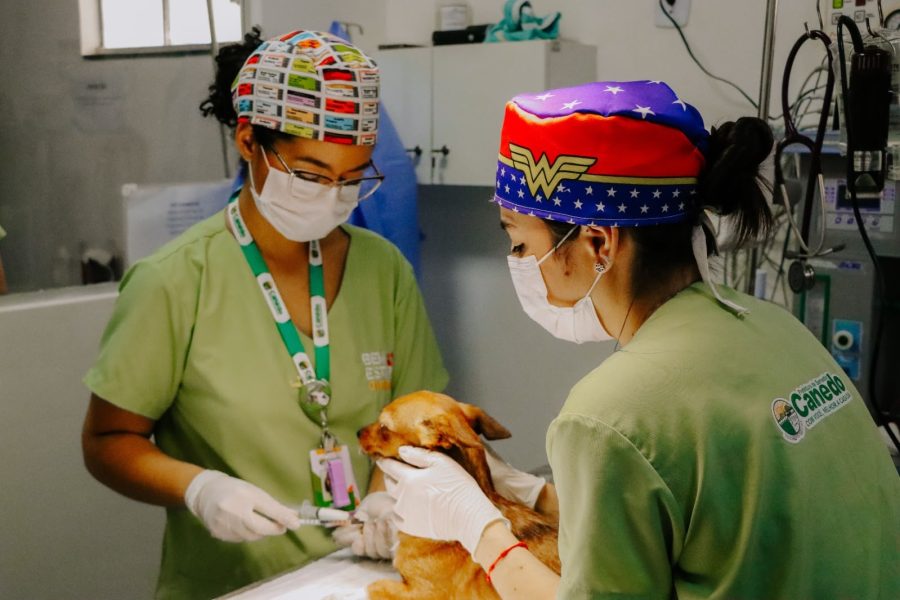 Senador Canedo ultrapassa 3 mil castrações e reforça ações de proteção animal