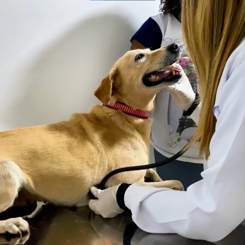 Centro de Castração oferece castração gratuita para animais do Cadastro Único