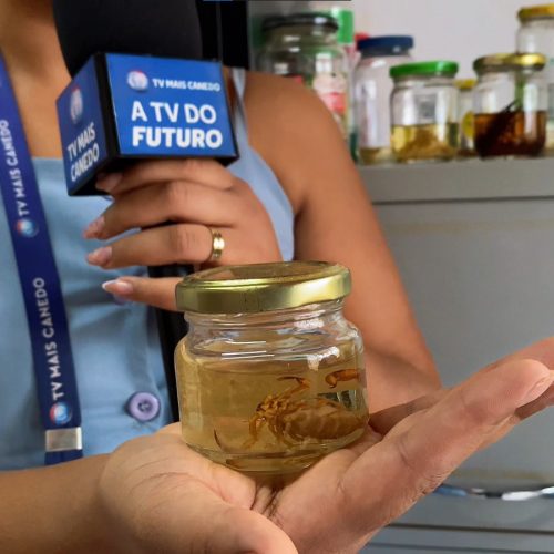 Orientações para prevenir acidentes com escorpiões no período de chuvas em Senador Canedo