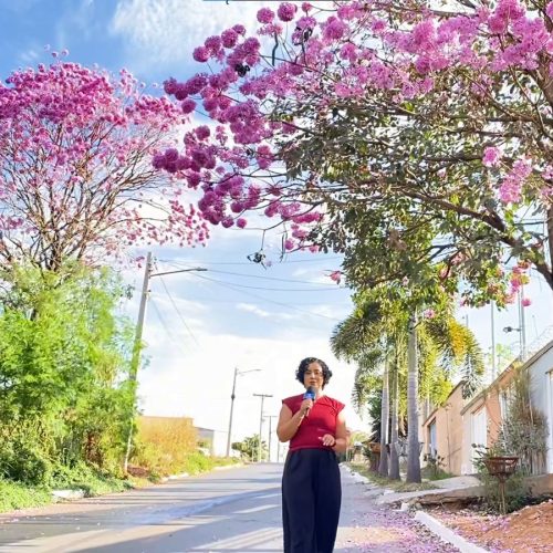 O Espetáculo dos Ipês: Cores que Transformam a Cidade