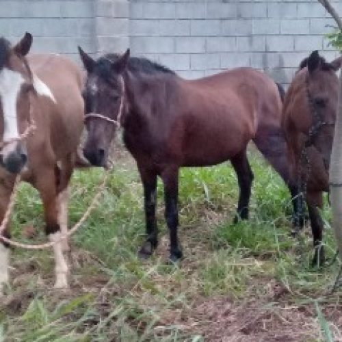 Cavalos soltos em avenida de Senador Canedo são apreendidos após denúncia