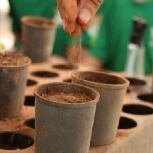 Senador Canedo promove plantio participativo de árvores nativas no Residencial Flor do Ipê