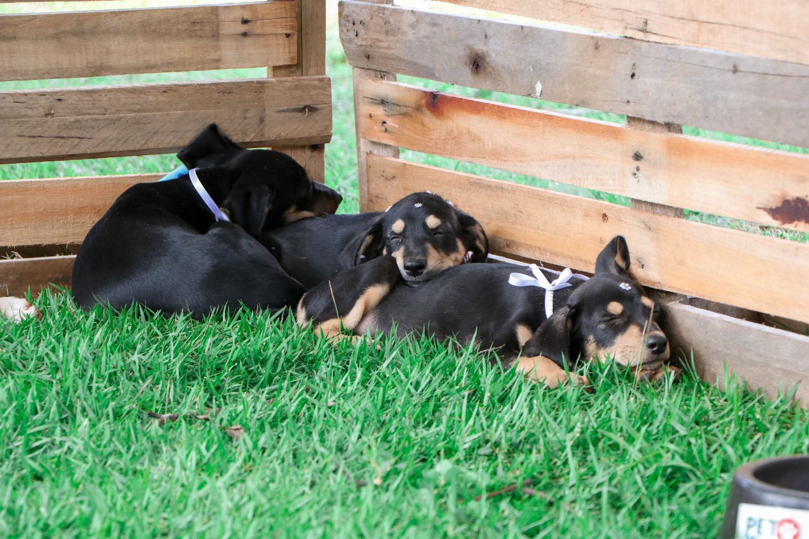 Senador Canedo realiza feira de adoção “Adote um Amiguinho” no dia 24