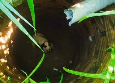 Corpo de Bombeiros resgata cachorro preso em cisterna em Senador Canedo