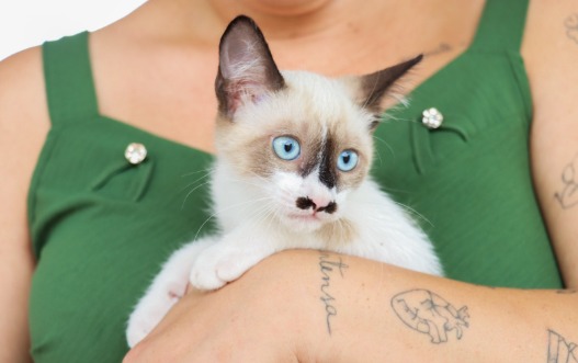 Senador Canedo inicia cadastro de protetores independentes de cães e gatos