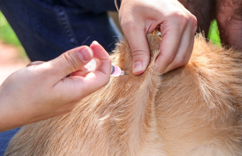 Senador Canedo reforça vacinação antirrábica na UBS Vila São João