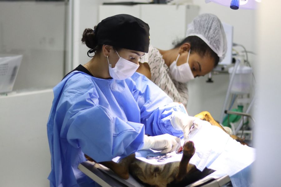 Senador Canedo abre 1.500 vagas para castração gratuita de cães e gatos