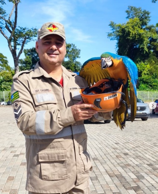 Bombeiros resgatam arara que não conseguia voar em empresa de Senador Canedo