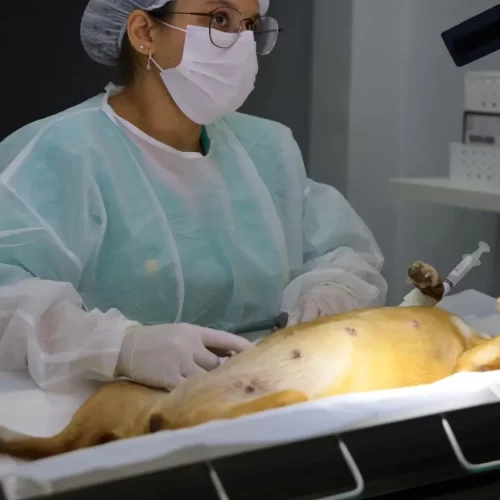 Centro de Castração Animal PATA ultrapassa 3,1 mil procedimentos em Aparecida de Goiânia