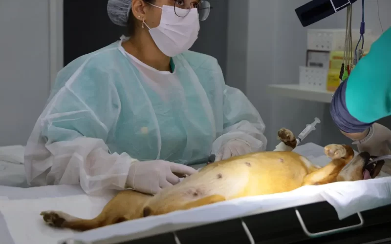 Centro de Castração Animal PATA ultrapassa 3,1 mil procedimentos em Aparecida de Goiânia