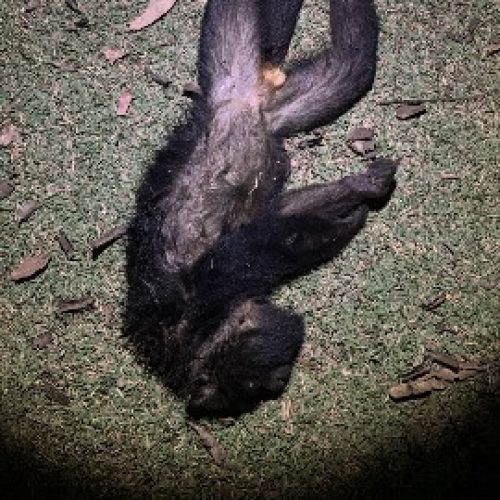 Senador Canedo reforça alerta contra febre amarela e orienta população sobre prevenção