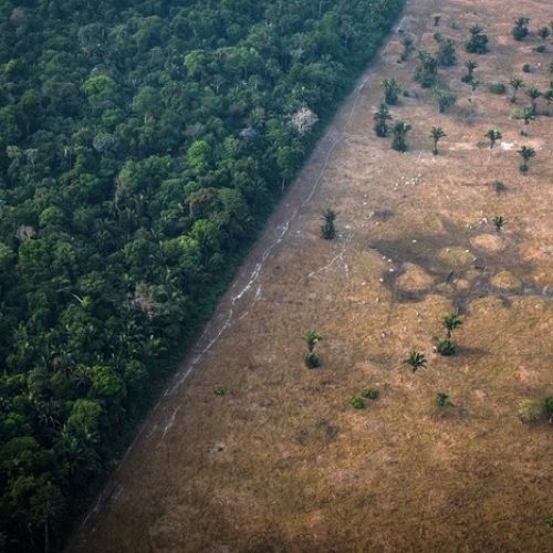 Desmatamento na Amazônia dispara 92% em maio e acende alerta ambiental no governo