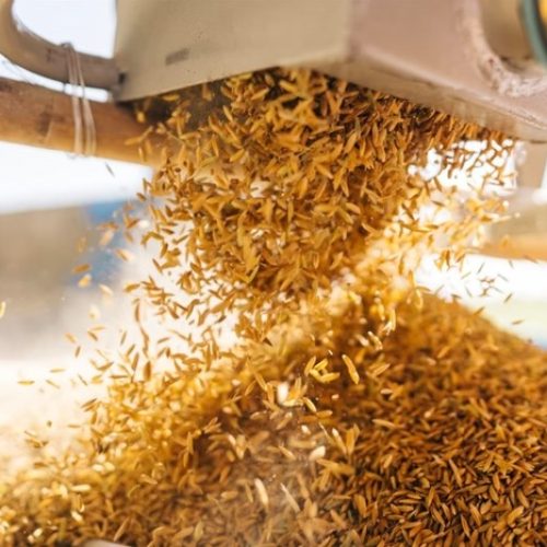 Preço do arroz atinge menor nível em 3 anos com aumento da oferta e recuo no mercado externo