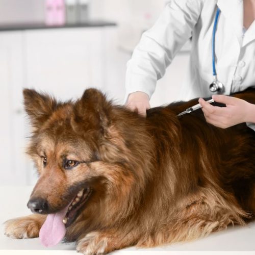 Vacinação antirrábica em Senador Canedo protege cães, gatos e toda a comunidade