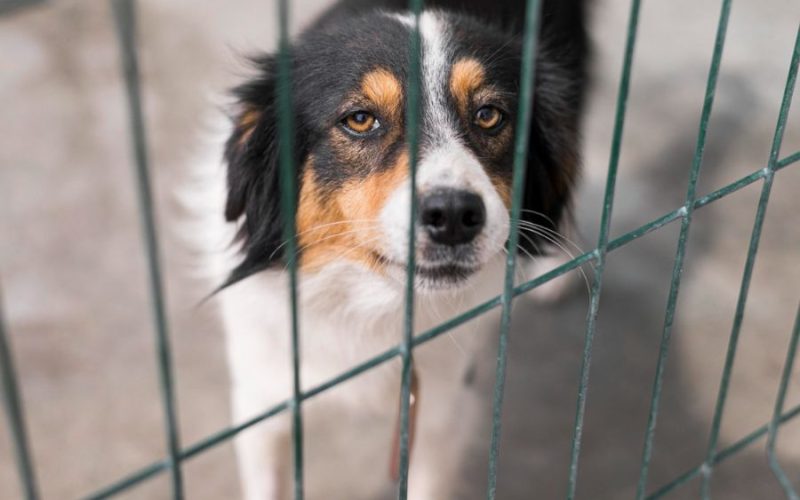 Seminário sobre fiscalização de maus-tratos contra animais tem nova data em Senador Canedo