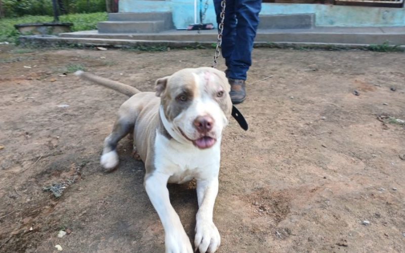 Pitbull solto é resgatado por equipe de Zoonoses em Senador Canedo