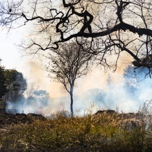 Goiás reduz focos de queimadas em 33% em julho, mas seca extrema mantém estado em alerta