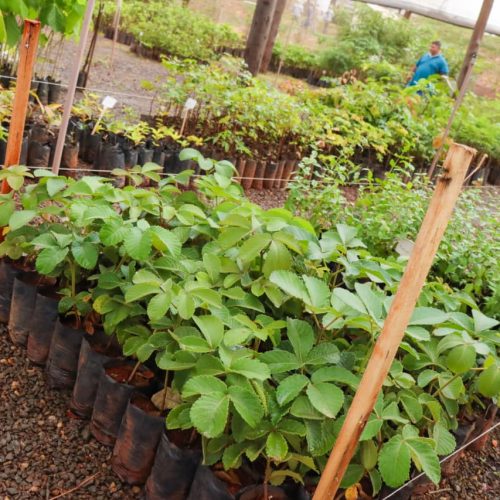 Senador Canedo já plantou e distribuiu mais de 8.500 mudas em 2025