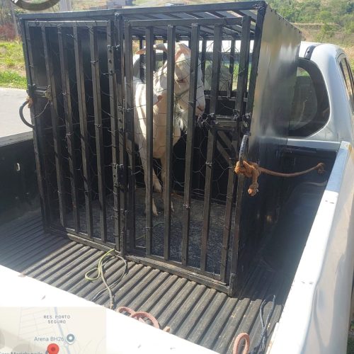Ação rápida da AMMA e GCM salva bode preso em residência em Senador Canedo