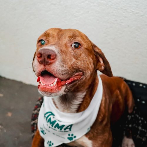 Feira “Adote um Amiguinho” oferece adoção e cuidados veterinários em Senador Canedo