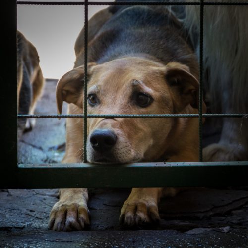 Senador Canedo promove seminário sobre fiscalização de maus-tratos contra animais