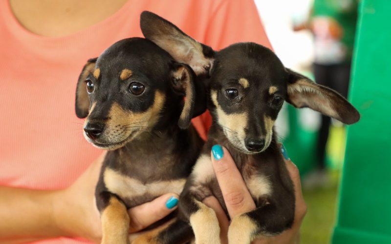 Evento incentiva adoção de animais e oferece serviços gratuitos em Senador Canedo