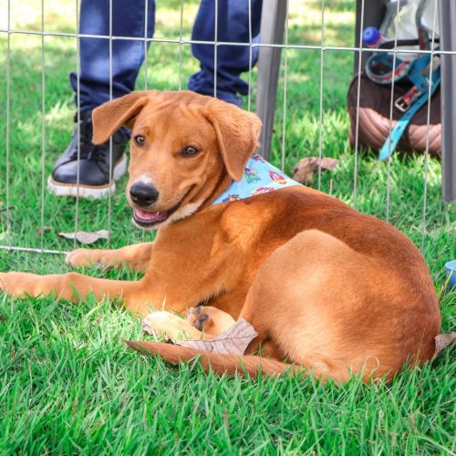 Adoções de animais já superam todo o ano passado em Senador Canedo