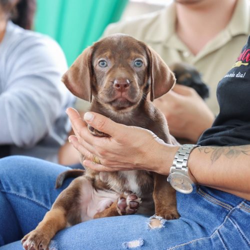 Seminário discute cuidado animal nas escolas em Senador Canedo