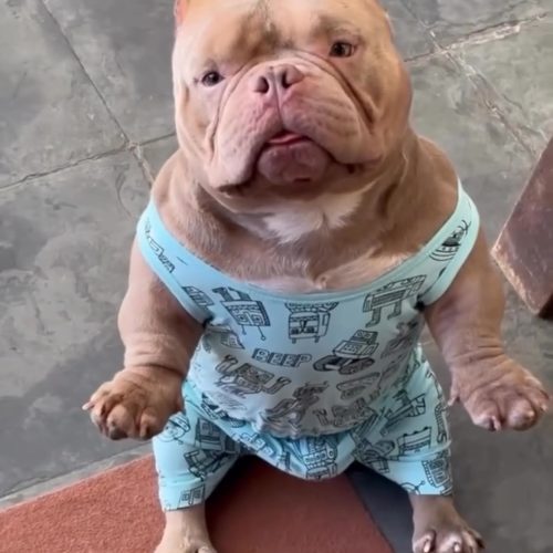 Cachorro aparece de pijama para tomar café da manhã e conquista milhões de visualizações nas redes