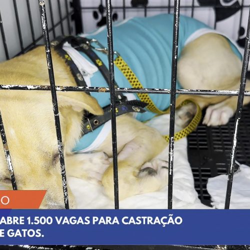 Prefeitura de Senador Canedo abre cadastro para castração gratuita de animais