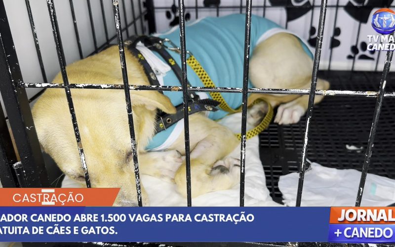 Prefeitura de Senador Canedo abre cadastro para castração gratuita de animais