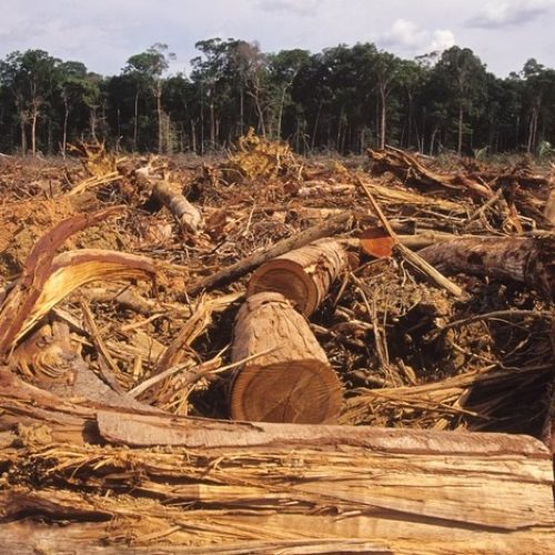 Desmatamento na Amazônia cresce 18% e acende alerta ambiental às vésperas da COP30
