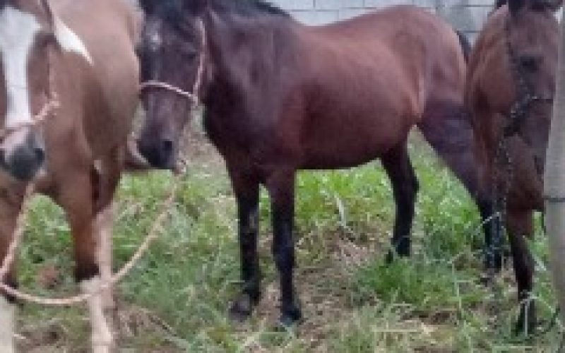 Cavalos soltos em avenida de Senador Canedo são apreendidos após denúncia