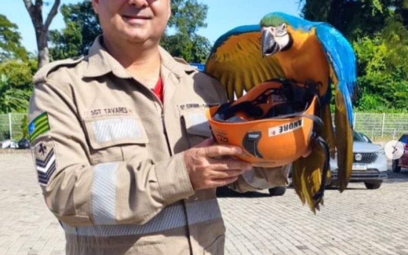 Bombeiros resgatam arara que não conseguia voar em empresa de Senador Canedo