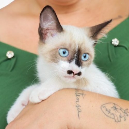 Senador Canedo inicia cadastro de protetores independentes de cães e gatos