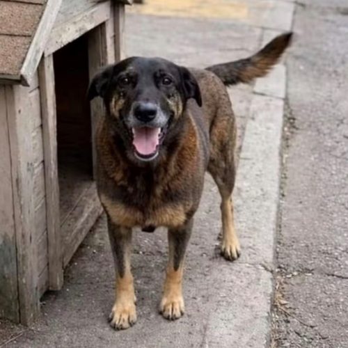 Manifestação em Goiânia pede justiça pela morte do cão Orelha neste domingo (22)