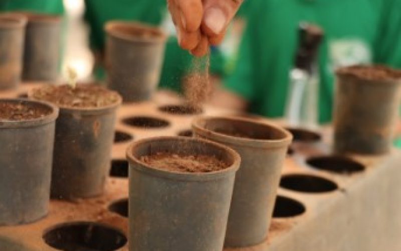 Senador Canedo promove plantio participativo de árvores nativas no Residencial Flor do Ipê